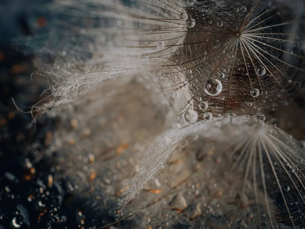 Αφηρημένο φόντο λουλούδι πικραλίδα. Σπόρος μακροεντολή closeup. Απαλή εστίαση. Ανοιξιάτικη φύση — Φωτογραφία Αρχείου