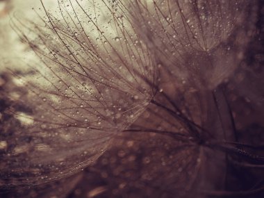 Soyut karahindiba çiçeği arkaplanı. Tohum makrosu yakın plan. Yumuşak odaklanma. Bahar doğası