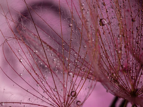 Abstrakte Löwenzahn Blume Hintergrund. Makro-Nahaufnahme von Saatgut. Weicher Fokus. Frühlingsnatur — Stockfoto