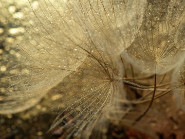 Soyut karahindiba çiçeği arkaplanı. Tohum makrosu yakın plan. Yumuşak odaklanma. Bahar doğası