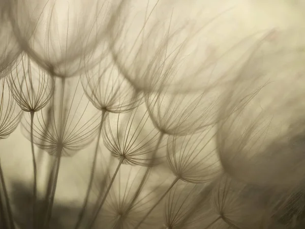 Abstracte paardebloem achtergrond. Zaad macro close-up. Zachte focus. Voorjaarsnatuur — Stockfoto