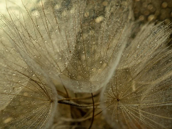Fondo abstracto de flores de diente de león. Primer plano de la macro semilla. Foco suave. Naturaleza de primavera — Foto de Stock