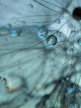 Soyut karahindiba çiçeği arkaplanı. Tohum makrosu yakın plan. Yumuşak odaklanma. Bahar doğası