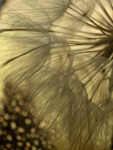 ベージュ地にタンポポのマクロ。空気と光の自然な背景。選択的焦点 — ストック写真