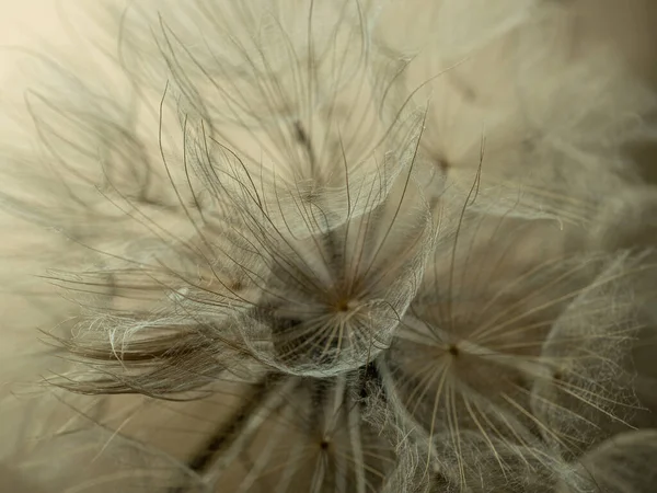 Dandelion macro 는 베이지 색 배경을 가지고 있습니다. 공기와 가벼운 자연 배경. 선택적 초점 — 스톡 사진