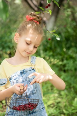 Şirin küçük kız kiraz bahçesindeki bir ağaçtan kiraz topluyor.