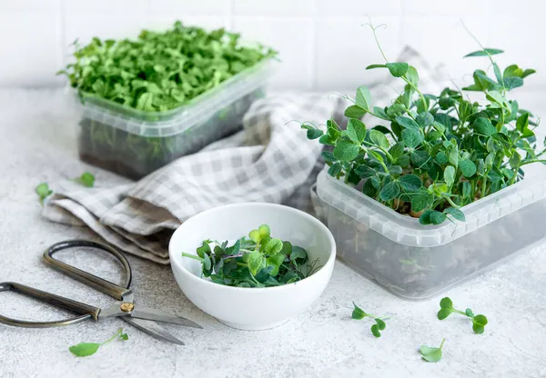 Assortment Micro Greens Wooden Table Healthy Lifestyle — Stock Photo, Image