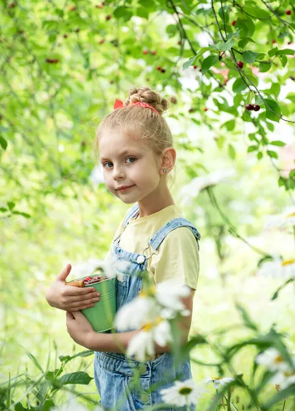 Şirin küçük kız kiraz bahçesindeki bir ağaçtan kiraz topluyor.