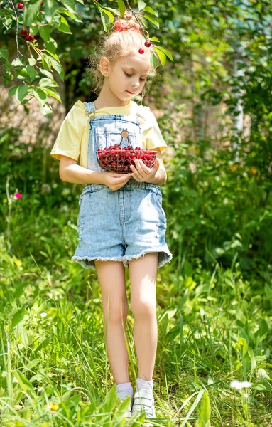 Søt Liten Jente Plukker Kirsebær Fra Tre Kirsebærhage – stockfoto