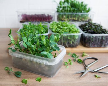 Ahşap masada mikro yeşillik çeşitleri. Sağlıklı yaşam tarzı