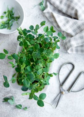 Bezelye mikro yeşillikleri ahşap masada. Sağlıklı yaşam tarzı