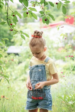 Şirin küçük kız kiraz bahçesindeki bir ağaçtan kiraz topluyor.