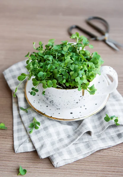 Micro greens. Sprouted Radish Seeds.  Sprouting Microgreens. Seed Germination at home. Vegan and healthy eating concept.