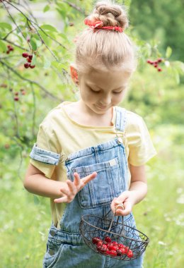 Şirin küçük kız kiraz bahçesindeki bir ağaçtan kiraz topluyor.