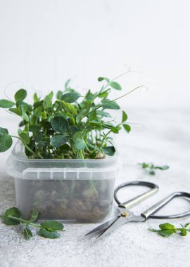 Mikro yeşiller. Bezelye tohumu. Mikroçimler filizleniyor. Evde tohum yetiştirme. Vegan ve sağlıklı beslenme konsepti.