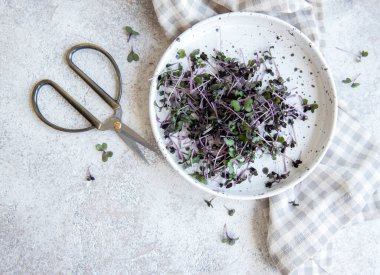 Mikro yeşiller. Filizlenmiş Turp Tohumu. Mikroçimler filizleniyor. Evde tohum yetiştirme. Vegan ve sağlıklı beslenme konsepti.