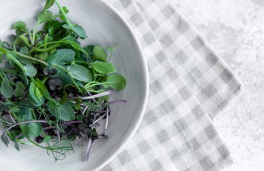 Beton arka planda mikro yeşillik çeşitleri. Sağlıklı yaşam tarzı