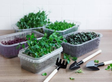 Ahşap masada mikro yeşillik çeşitleri. Sağlıklı yaşam tarzı