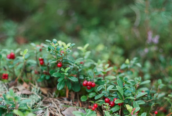 Red Lingonberry Cranberries Growing Moss Forest — Stock Photo, Image