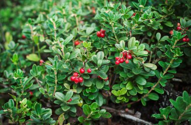 ormanda yosun büyüyen kırmızı lingonberry kızılcık