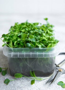 Mikro yeşiller. Filizlenmiş Turp Tohumu. Mikroçimler filizleniyor. Evde tohum yetiştirme. Vegan ve sağlıklı beslenme konsepti.