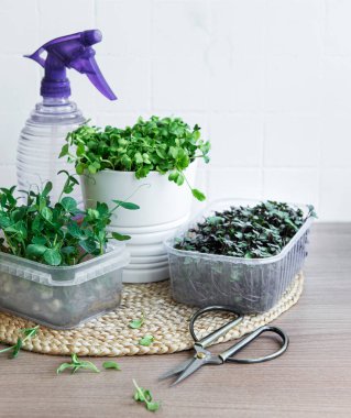 Ahşap masada mikro yeşillik çeşitleri. Sağlıklı yaşam tarzı