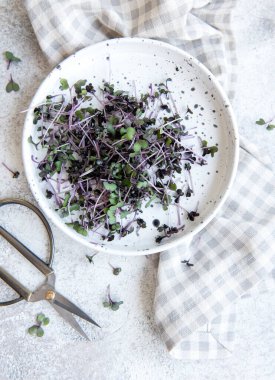 Mikro yeşiller. Filizlenmiş Turp Tohumu. Mikroçimler filizleniyor. Evde tohum yetiştirme. Vegan ve sağlıklı beslenme konsepti.