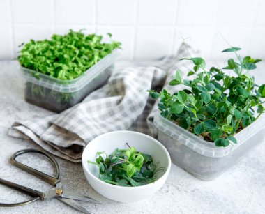 Ahşap masada mikro yeşillik çeşitleri. Sağlıklı yaşam tarzı