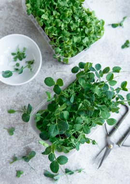 Ahşap masada mikro yeşillik çeşitleri. Sağlıklı yaşam tarzı