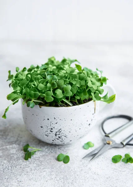 Micro Greens Sprouted Radish Seeds Sprouting Microgreens Seed Germination Home — Stock Photo, Image