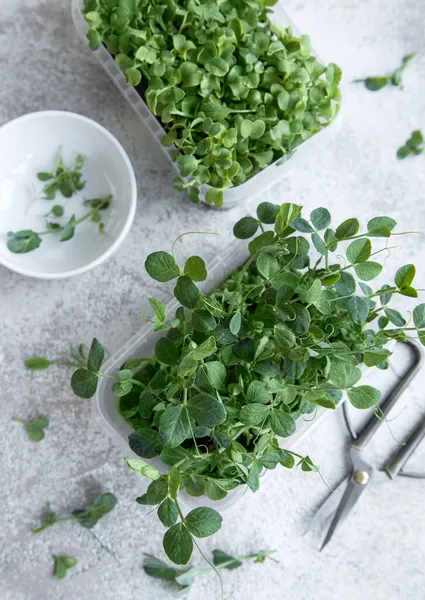 Ahşap masada mikro yeşillik çeşitleri. Sağlıklı yaşam tarzı
