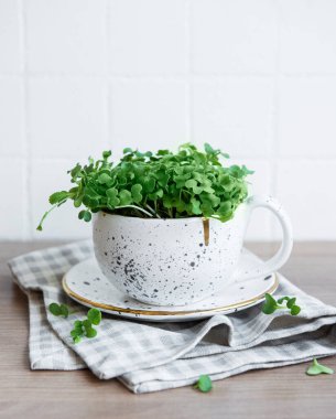  Mikro yeşiller. Filizlenmiş Turp Tohumu. Mikroçimler filizleniyor. Evde tohum yetiştirme. Vegan ve sağlıklı beslenme konsepti.