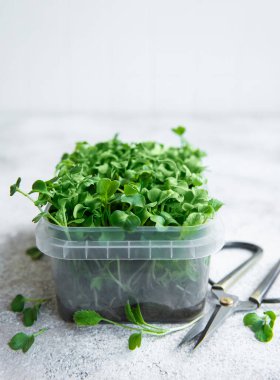 Mikro yeşiller. Filizlenmiş Turp Tohumu. Mikroçimler filizleniyor. Evde tohum yetiştirme. Vegan ve sağlıklı beslenme konsepti.