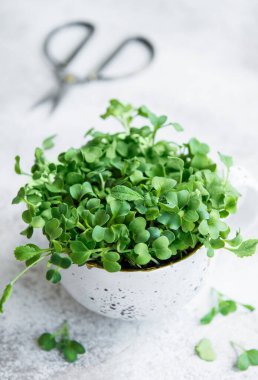  Mikro yeşiller. Filizlenmiş Turp Tohumu. Mikroçimler filizleniyor. Evde tohum yetiştirme. Vegan ve sağlıklı beslenme konsepti.