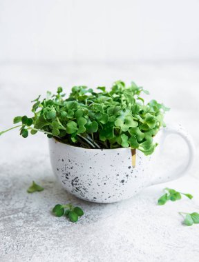  Mikro yeşiller. Filizlenmiş Turp Tohumu. Mikroçimler filizleniyor. Evde tohum yetiştirme. Vegan ve sağlıklı beslenme konsepti.