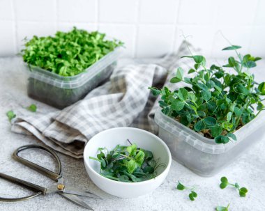 Ahşap masada mikro yeşillik çeşitleri. Sağlıklı yaşam tarzı