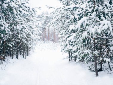 Karlı çam ormanı manzarası. Harika kış doğası