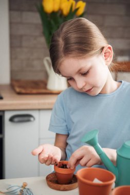 Evdeki masada oturan küçük kız, saksılara tohum ekiyor. Evde bahçe işleri. 