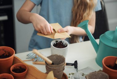 Evdeki masada oturan küçük kız, saksılara tohum ekiyor. Evde bahçe işleri. 