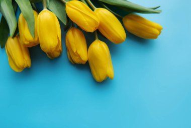 Mavi arka planda güzel sarı laleler.