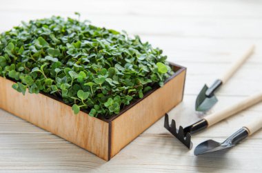 Taze yeşillikler. Kutuda turp mikroyeşili filizleri