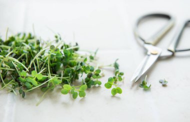 Fayans zemin üzerinde taze organik turp mikro yeşil