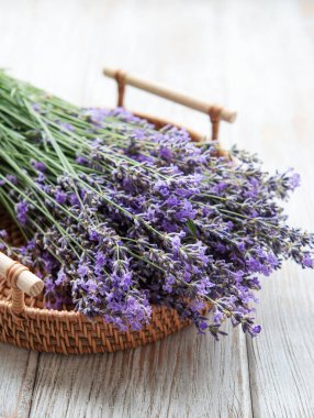 Mevsimlik lavanta budanması. Bir demet kesilmiş lavanta ve budama makası. Bahçe konsepti