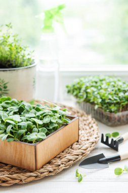 Ahşap masada mikro yeşillik çeşitleri. Sağlıklı yemek.