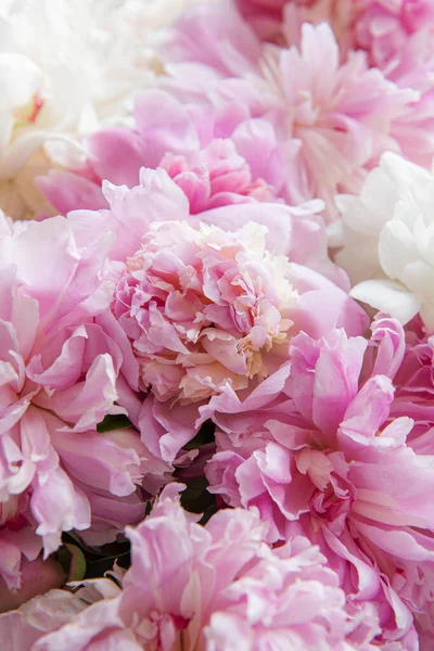 Bir Sürü Pembe Renkli Şakayık Buketi Yakın Plan Güzel Çiçek — Stok fotoğraf