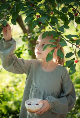 在花园里的小女孩采摘新鲜樱桃浆果