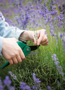 Genç kız lavantayı mezhepçilerle kesiyor. Bahçıvanlık konsepti - budama budamalı genç kadın yaz bahçesinde lavanta çiçeği topluyor.
