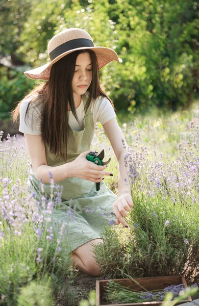 Young Girl Cuts Lavender Secateurs Gardening Concept Young Woman Pruner — Foto Stock