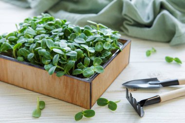 Mikroçicek ayçiçeği. Evde yeşillik yetişiyor..