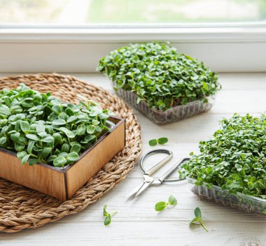 Ahşap masada mikro yeşillik çeşitleri. Sağlıklı yemek.